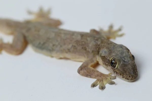 Lagarto Asiático Casa Hemidactylus Gecko Comum Isolado Fundo Branco — Fotografia de Stock