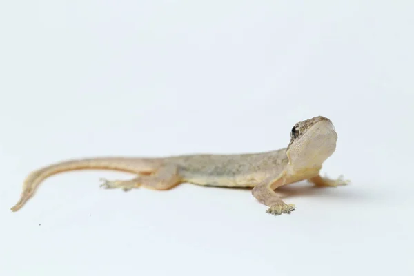Aziatische Huishagedis Hemidactylus Gewone Gekko Geïsoleerd Witte Achtergrond — Stockfoto