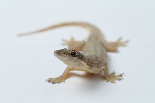 Ящерица азиатского дома (hemidactylus) или обычный геккон на белом фоне

