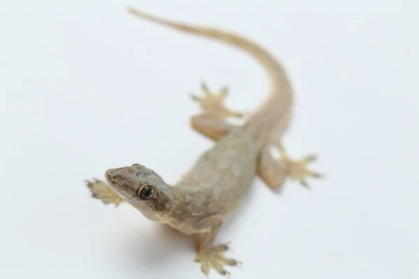 Lézard Domestique Asiatique Hemidactylus Gecko Commun Isolé Sur Fond Blanc — Photo