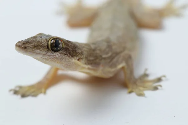 Lagarto Casa Asiática Hemidactylus Geco Común Aislado Sobre Fondo Blanco —  Fotos de Stock