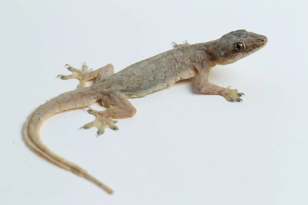 Asijské Dům Ještěrka Hemidactylus Nebo Společné Gekona Izolované Bílém Pozadí — Stock fotografie