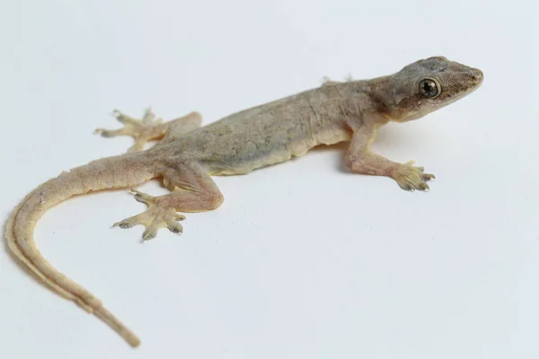 Aziatische Huishagedis Hemidactylus Gewone Gekko Geïsoleerd Witte Achtergrond — Stockfoto