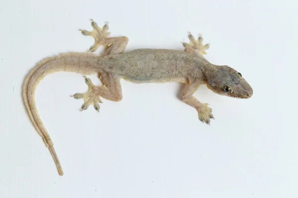 Asijské Dům Ještěrka Hemidactylus Nebo Společné Gekona Izolované Bílém Pozadí — Stock fotografie