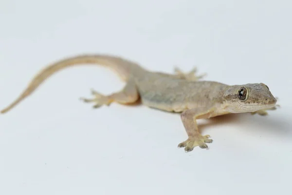 Lucertola Della Casa Asiatica Hemidactylus Geco Comune Isolato Sfondo Bianco — Foto Stock