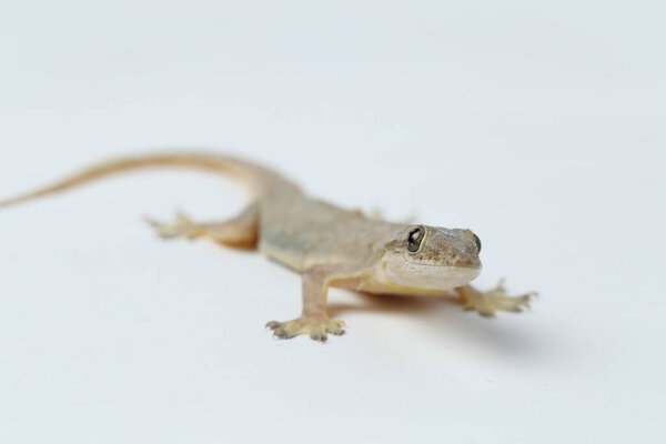 Ящерица азиатского дома (hemidactylus) или обычный геккон на белом фоне
