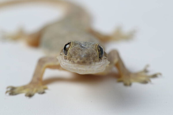 Ящерица азиатского дома (hemidactylus) или обычный геккон на белом фоне
