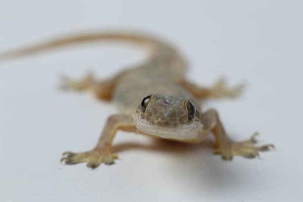 Ящерица азиатского дома (hemidactylus) или обычный геккон на белом фоне
