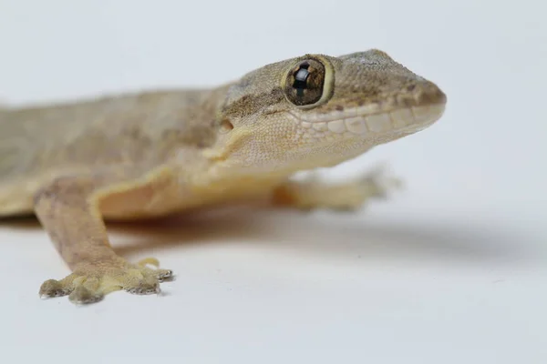 Lagarto Asiático Casa Hemidactylus Gecko Comum Isolado Fundo Branco — Fotografia de Stock