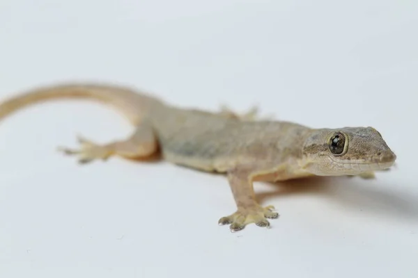 Asiatische Hauseidechse Hemidactylus Oder Gemeiner Gecko Isoliert Auf Weißem Hintergrund — Stockfoto