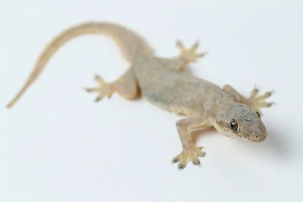 Lézard Domestique Asiatique Hemidactylus Gecko Commun Isolé Sur Fond Blanc — Photo