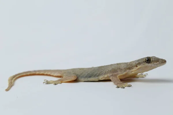 Asiatische Hauseidechse Hemidactylus Oder Gemeiner Gecko Isoliert Auf Weißem Hintergrund — Stockfoto