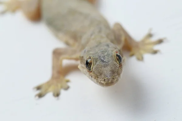 Jaszczurka Domowa Azjatycka Hemidactylus Lub Gekon Zwyczajny Izolowany Białym Tle — Zdjęcie stockowe