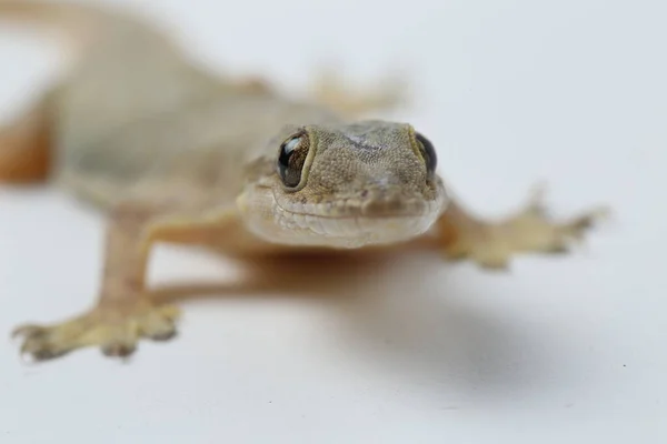 Lagarto Casa Asiática Hemidactylus Geco Común Aislado Sobre Fondo Blanco — Foto de Stock