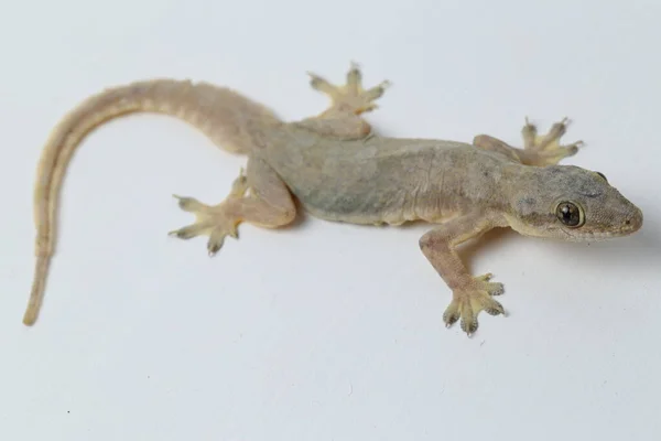 Lucertola Della Casa Asiatica Hemidactylus Geco Comune Isolato Sfondo Bianco — Foto Stock