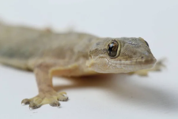 Ящірка Азійського Дому Hemidactylus Або Звичайний Гекон Ізольований Білому Тлі — стокове фото