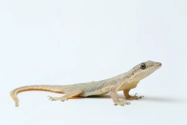 Asian House Lizard Hemidactylus Common Gecko Isolated White Background — Stock Photo, Image