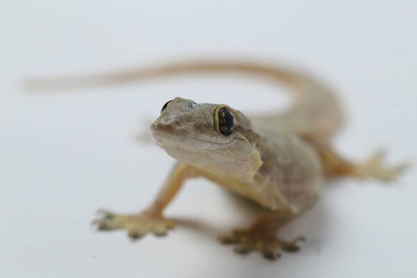 Ящерица азиатского дома (hemidactylus) или обычный геккон на белом фоне
