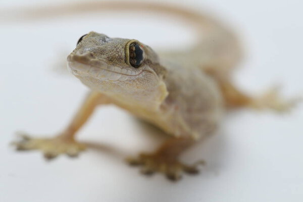Asian House lizard (hemidactylus) or common gecko isolated on white background
