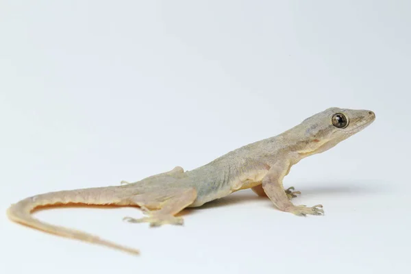 Lézard Domestique Asiatique Hemidactylus Gecko Commun Isolé Sur Fond Blanc — Photo