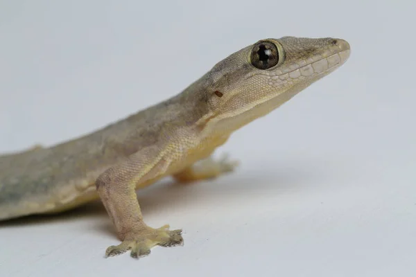 Lagarto Asiático Casa Hemidactylus Gecko Comum Isolado Fundo Branco — Fotografia de Stock