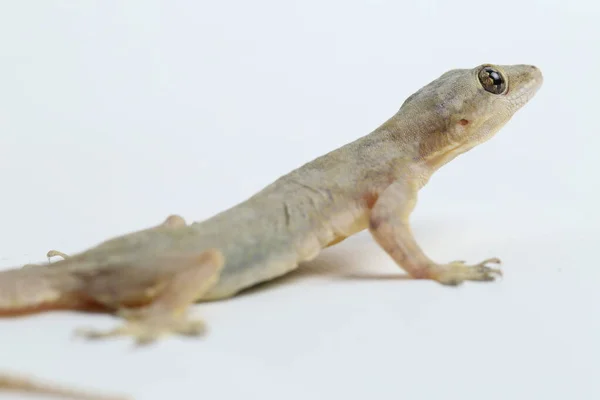 Lagarto Casa Asiática Hemidactylus Geco Común Aislado Sobre Fondo Blanco —  Fotos de Stock