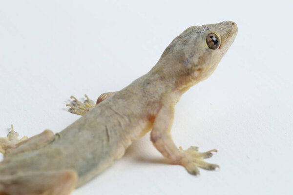 Asian House lizard (hemidactylus) or common gecko isolated on white background