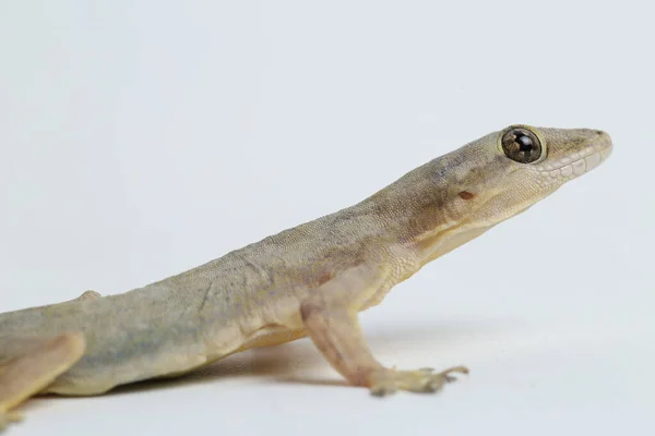 Asijské Dům Ještěrka Hemidactylus Nebo Společné Gekona Izolované Bílém Pozadí — Stock fotografie