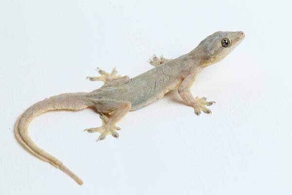 Ящерица азиатского дома (hemidactylus) или обычный геккон на белом фоне
