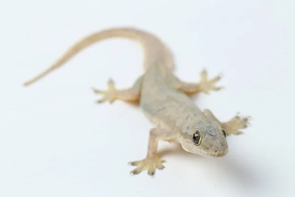 Lézard Domestique Asiatique Hemidactylus Gecko Commun Isolé Sur Fond Blanc — Photo