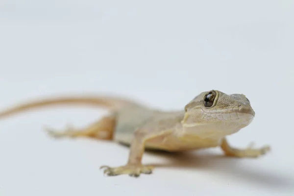 Lagarto Asiático Casa Hemidactylus Gecko Comum Isolado Fundo Branco — Fotografia de Stock
