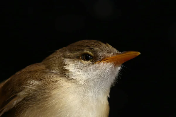 Обыкновенная Птица Prinia Inomata Prinia Inomata Черном Фоне — стоковое фото