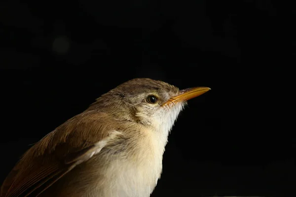 Plain Prinia Vogel Prinia Inomata Geïsoleerd Zwarte Achtergrond — Stockfoto