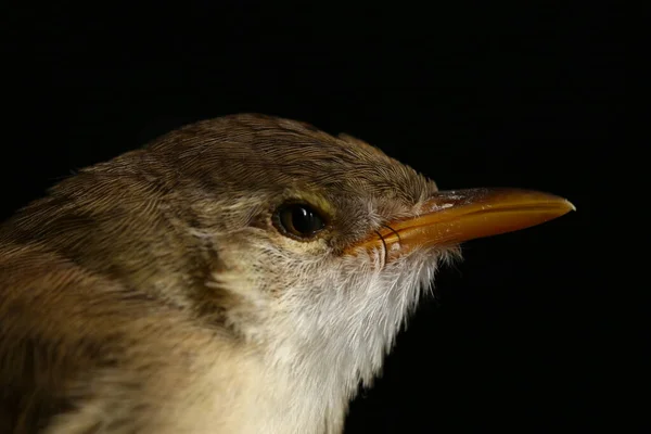 Πεδινό Πουλί Prinia Prinia Inomata Απομονωμένο Μαύρο Φόντο — Φωτογραφία Αρχείου