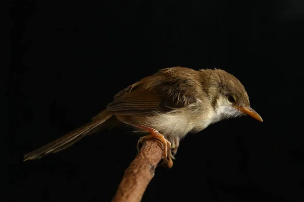 Pássaro Prinia Liso Prinia Inomata Isolado Sobre Fundo Preto — Fotografia de Stock