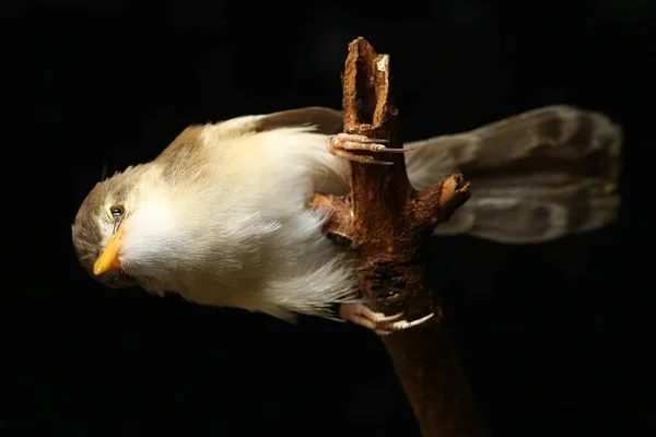 Aves Llanas Prinia Prinia Inomata Aisladas Sobre Fondo Negro —  Fotos de Stock