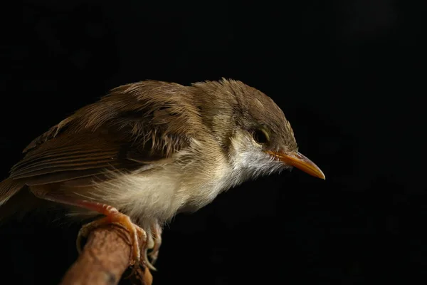 Pássaro Prinia Liso Prinia Inomata Isolado Sobre Fundo Preto — Fotografia de Stock