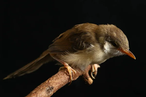 Πεδινό Πουλί Prinia Prinia Inomata Απομονωμένο Μαύρο Φόντο — Φωτογραφία Αρχείου