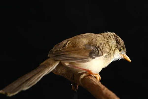 Pássaro Prinia Liso Prinia Inomata Isolado Sobre Fundo Preto — Fotografia de Stock