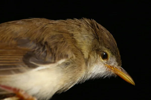 Pássaro Prinia Liso Prinia Inomata Isolado Sobre Fundo Preto — Fotografia de Stock