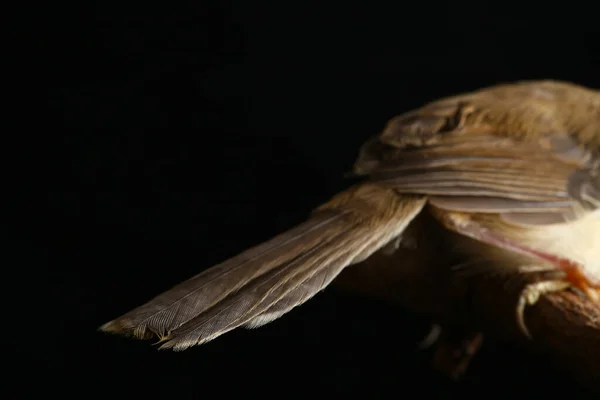 Πεδινό Πουλί Prinia Prinia Inomata Απομονωμένο Μαύρο Φόντο — Φωτογραφία Αρχείου