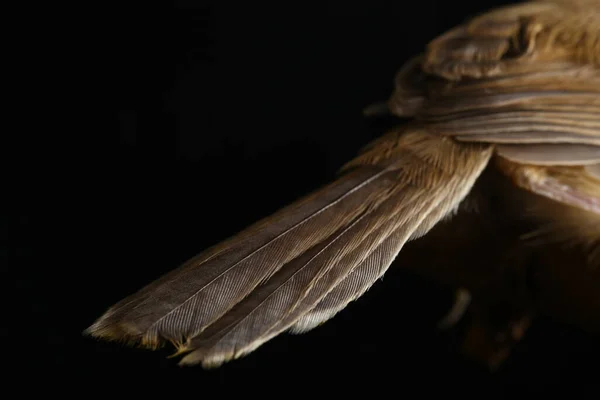 在黑色背景上分离的白杨白杨鸟 Prinia Inomata — 图库照片