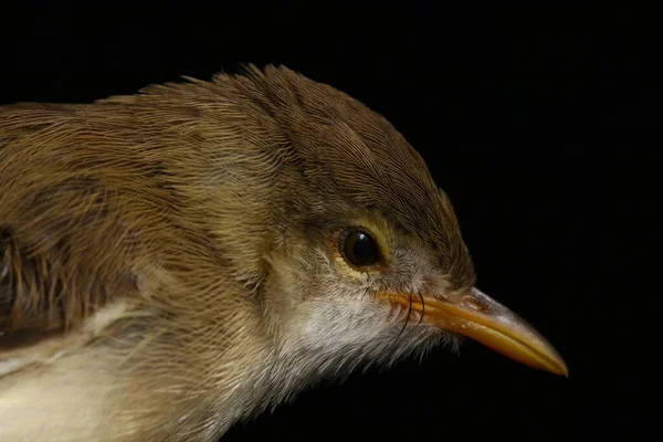 Πεδινό Πουλί Prinia Prinia Inomata Απομονωμένο Μαύρο Φόντο — Φωτογραφία Αρχείου