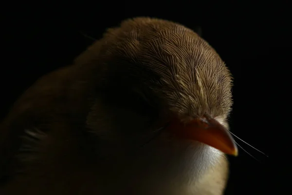 Uccello Prinia Pianura Prinia Inomata Isolato Sfondo Nero — Foto Stock