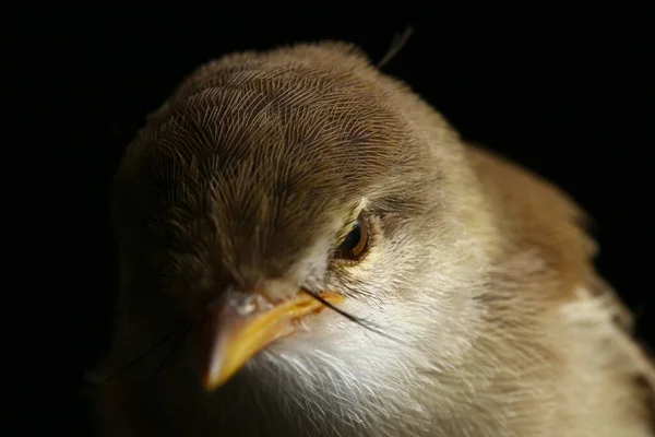 黒地に孤立したプレイン プリニア鳥 プリニア イノマタ — ストック写真