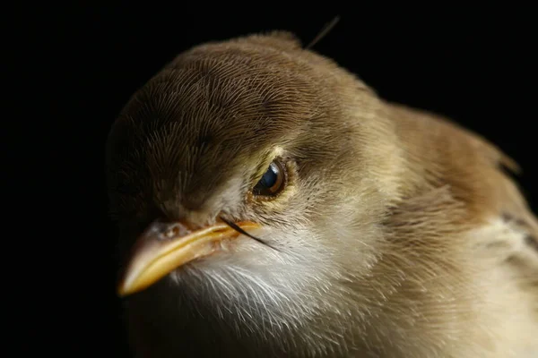 Oiseau Prinia Prinia Inomata Isolé Sur Fond Noir — Photo