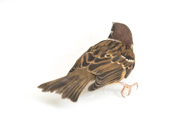 Pardais Velho Mundo São Uma Família Pequenos Pássaros Passeriformes Isolado — Fotografia de Stock