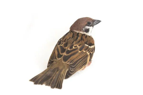 Kuş Eski Dünya Serçeleri Yoldan Geçen Küçük Kuşlardan Oluşan Bir — Stok fotoğraf