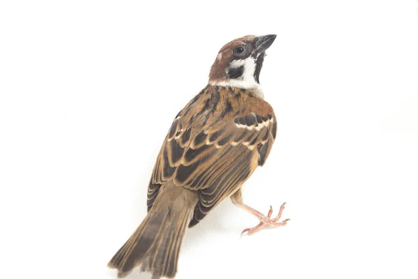 Bird Old World Sparrows 지나가는 일종이다 배경에 고립됨 — 스톡 사진