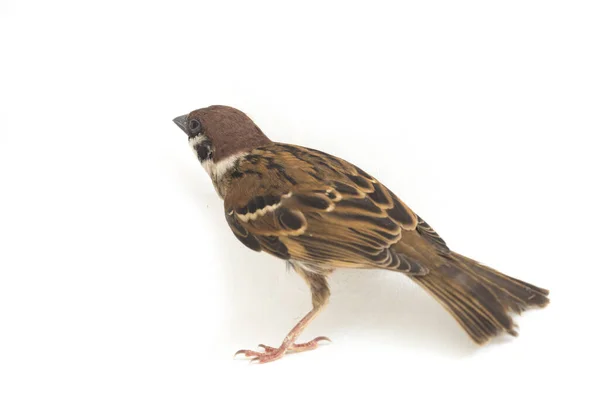 Bird Old World Sparrows 지나가는 일종이다 배경에 고립됨 — 스톡 사진